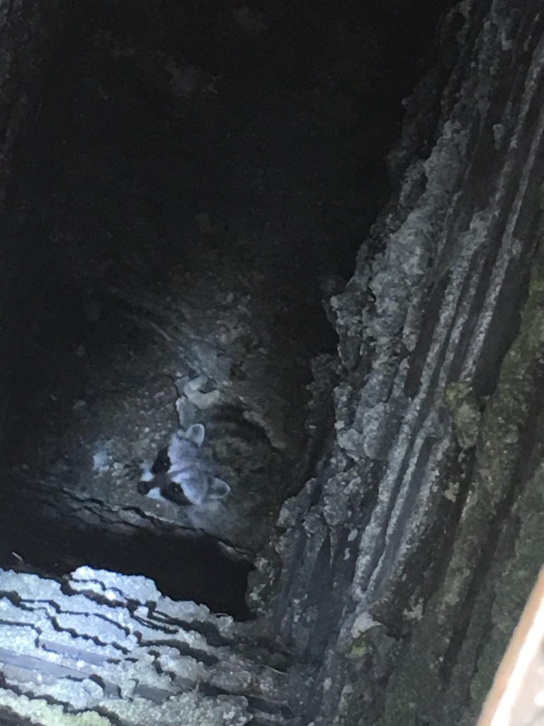 raccoon stuck in chimney